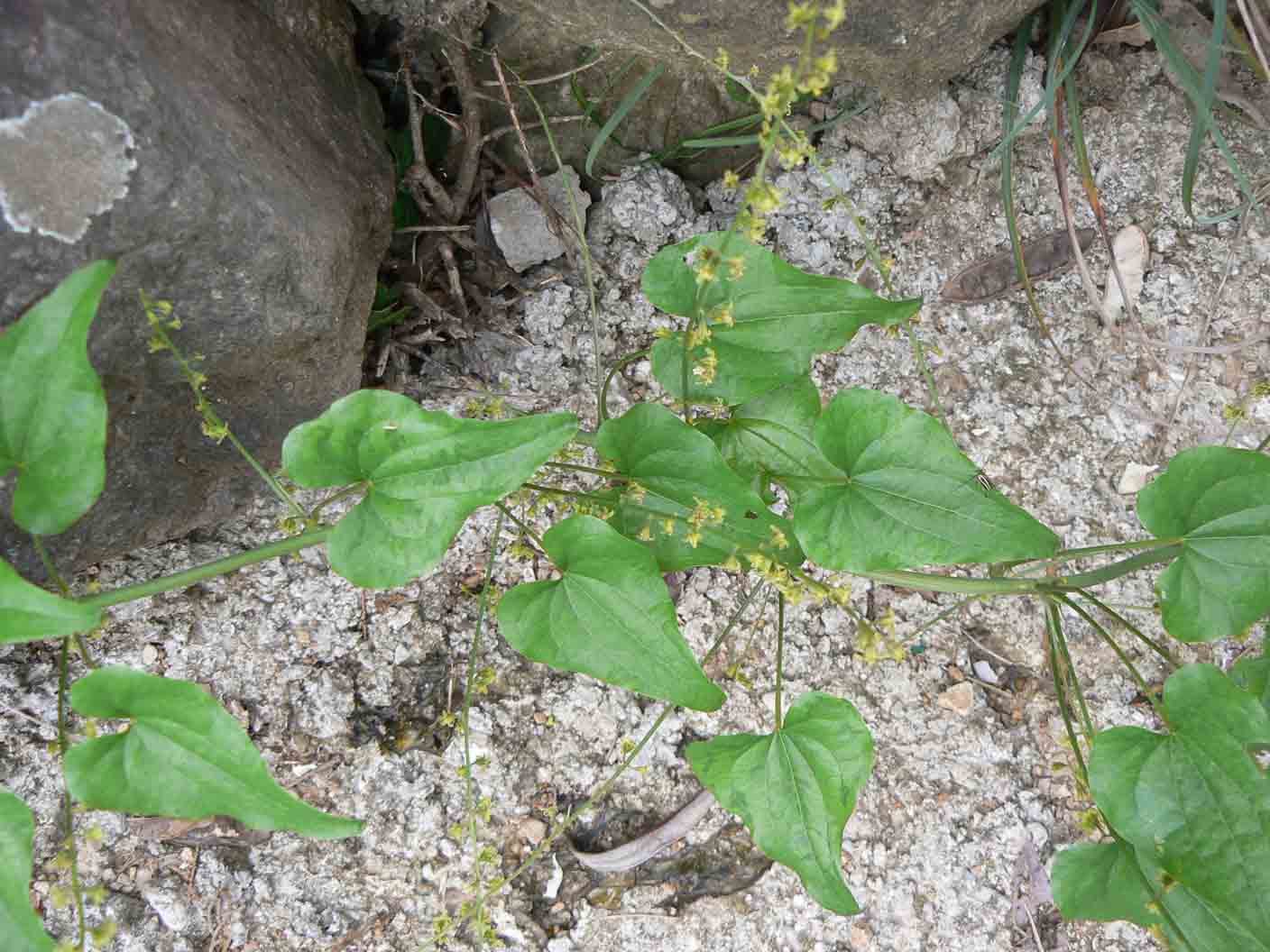 Dioscorea communis